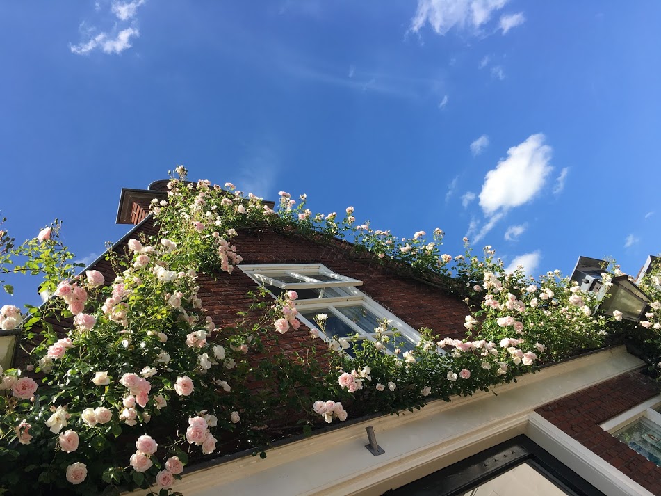 Rozen aan de gevel
