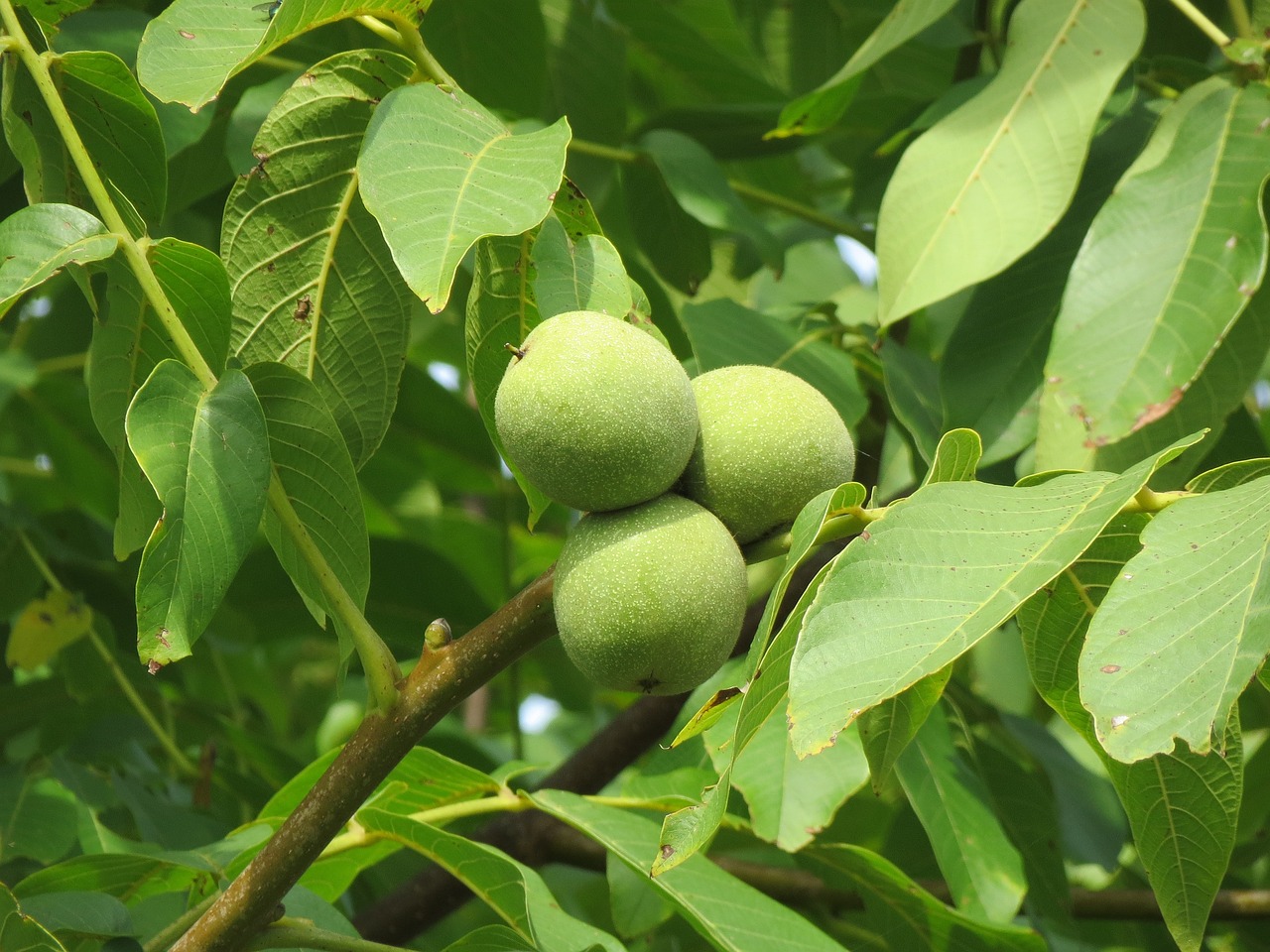 Walnoot (Juglans reglia)